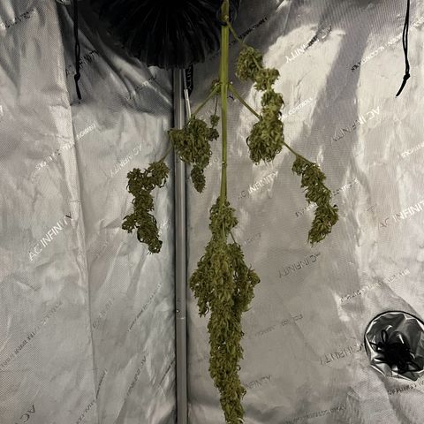 Royal Cookies auto growlog timeline photo