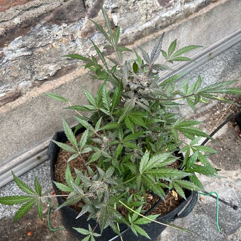 Mimosa  growlog timeline photo