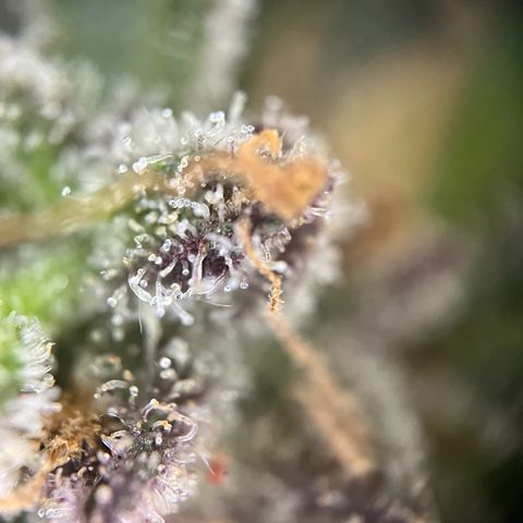 Mimosa  growlog timeline photo