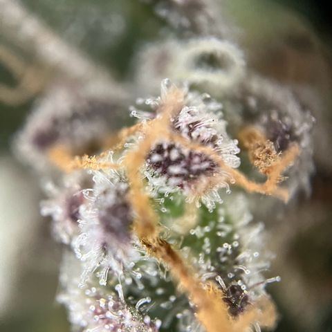 Mimosa  growlog timeline photo
