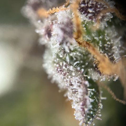 Mimosa  growlog timeline photo