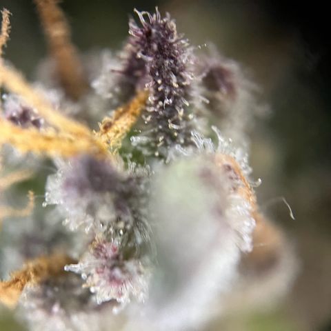 Mimosa  growlog timeline photo
