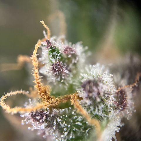 Mimosa  growlog timeline photo