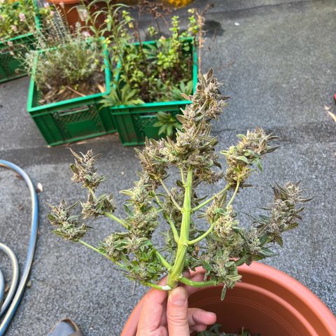 Mimosa  growlog timeline photo