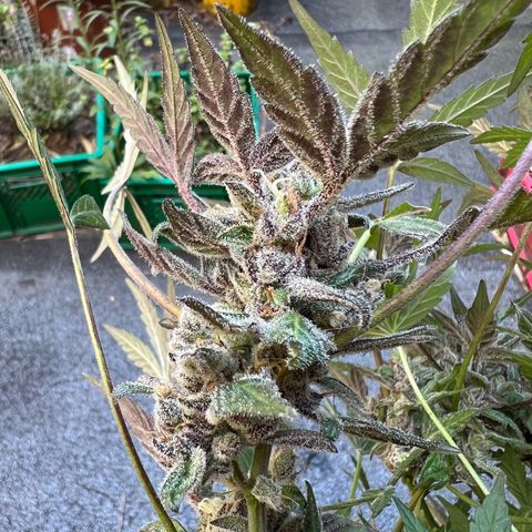 Mimosa  growlog timeline photo