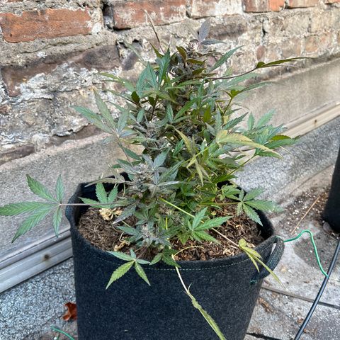 Mimosa  growlog timeline photo