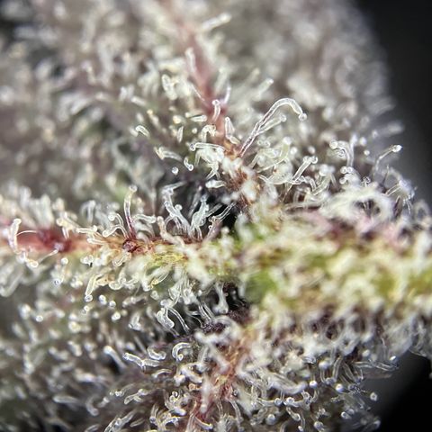 Mimosa  growlog timeline photo