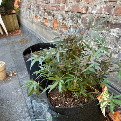 Mimosa  growlog timeline photo