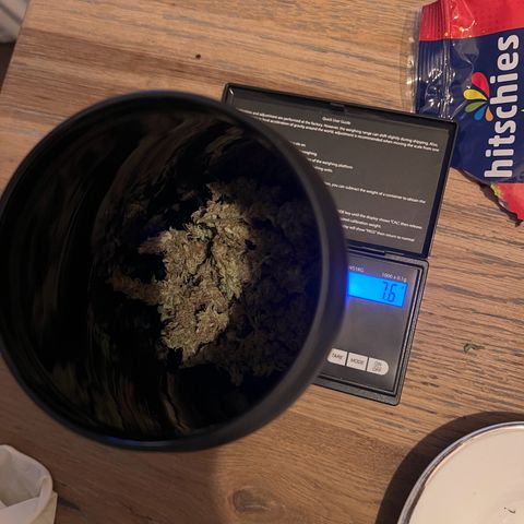 Mimosa  growlog timeline photo
