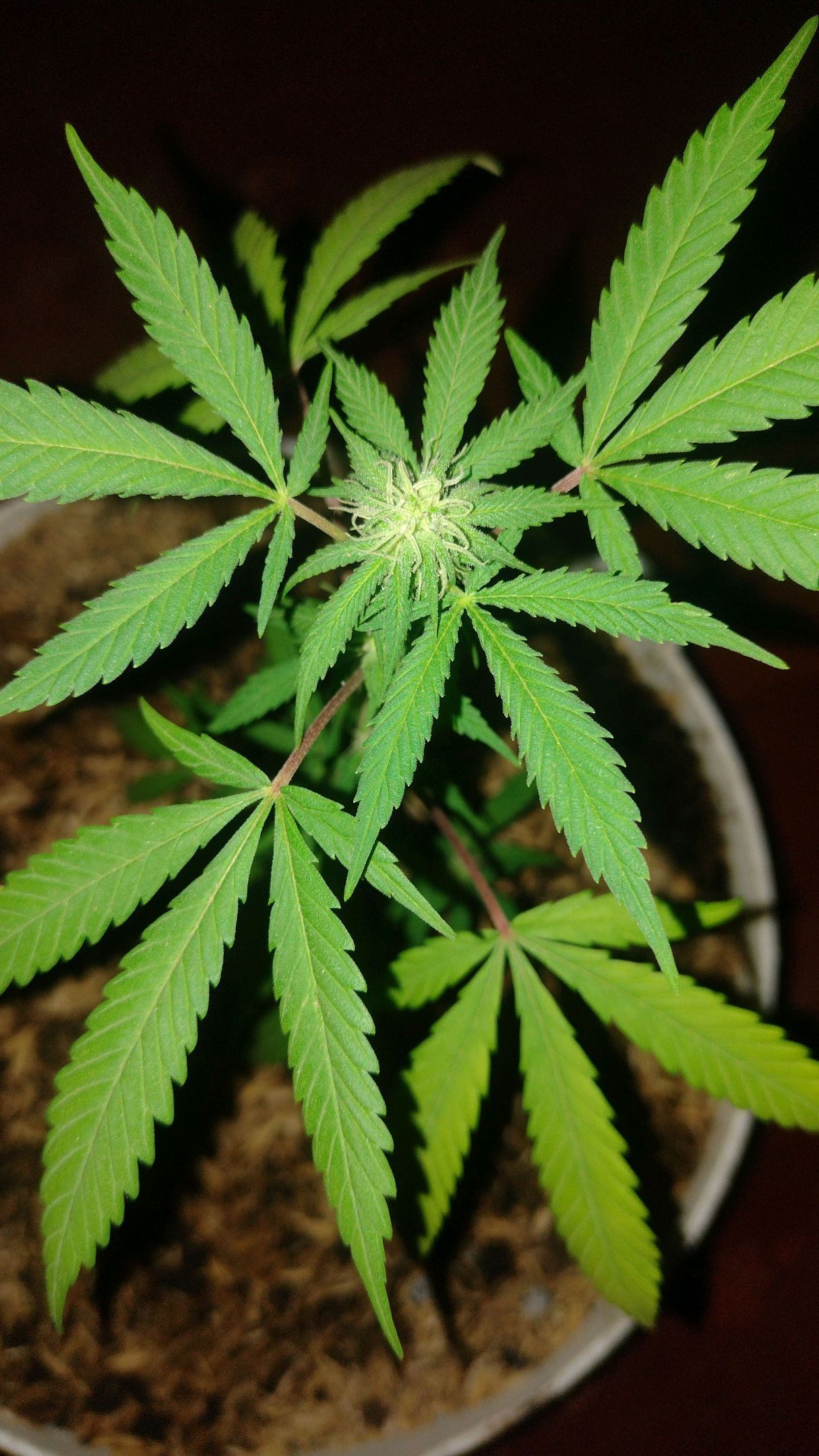 Jack Herer growlog header
