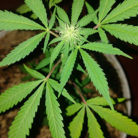 Jack Herer growlog photo