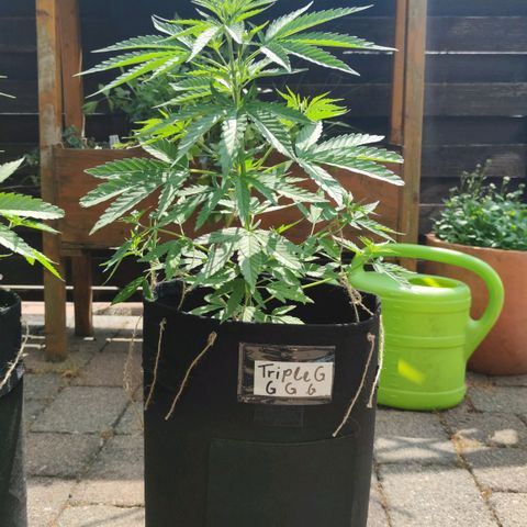 Triple G growlog timeline photo