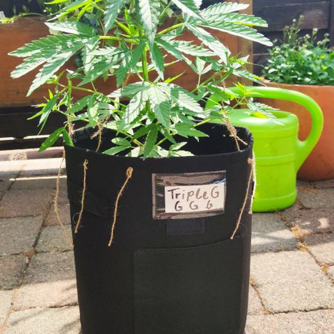 Triple G growlog timeline photo