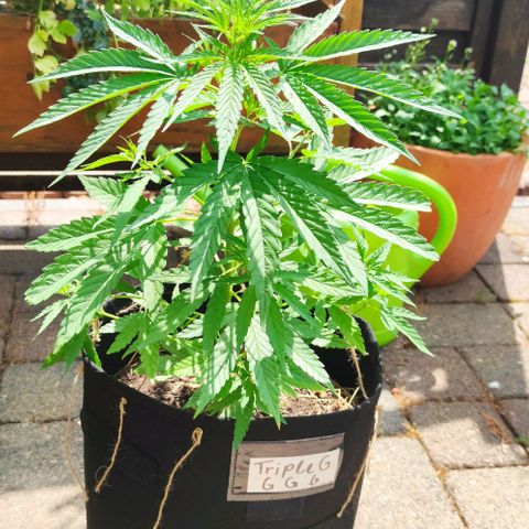 Triple G growlog timeline photo