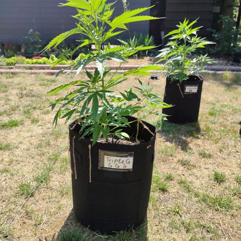 Triple G growlog timeline photo