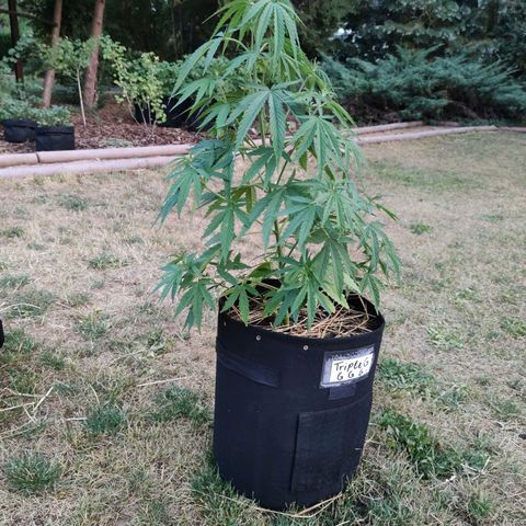 Triple G growlog timeline photo