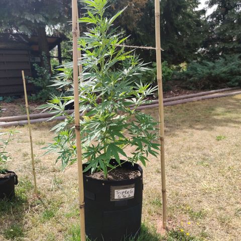Triple G growlog timeline photo
