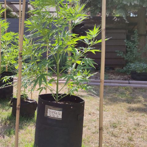 Triple G growlog timeline photo