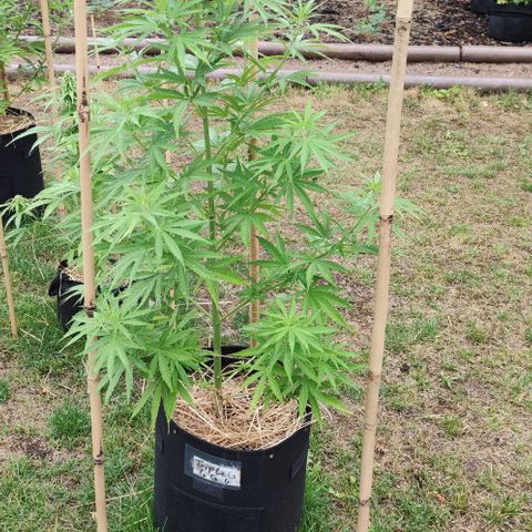 Triple G growlog timeline photo