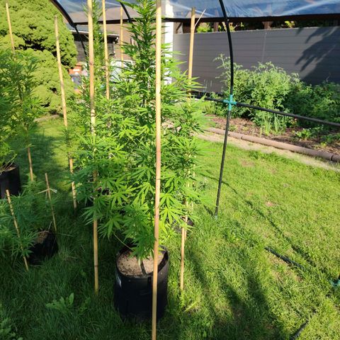 Triple G growlog timeline photo