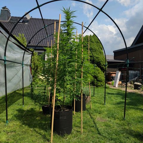 Triple G growlog timeline photo