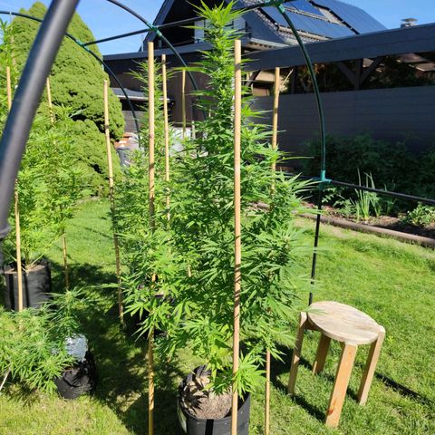 Triple G growlog timeline photo