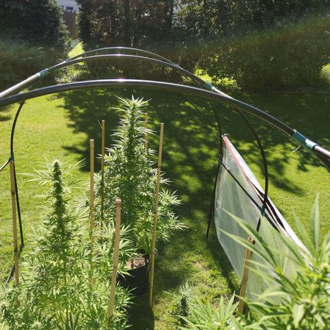Triple G growlog timeline photo
