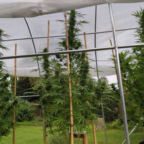 Triple G growlog timeline photo