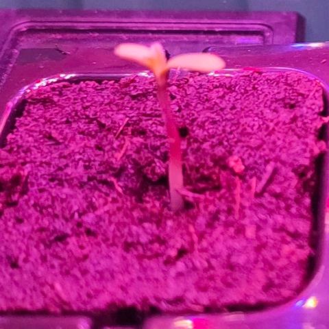 Cherry growlog timeline photo