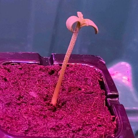 Sweety growlog timeline photo