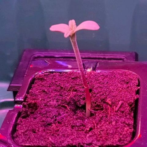 Cherry growlog timeline photo