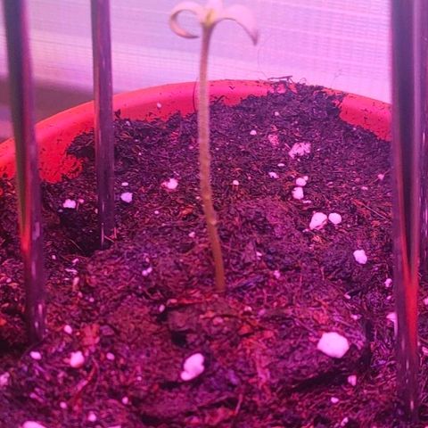 Sweety growlog timeline photo