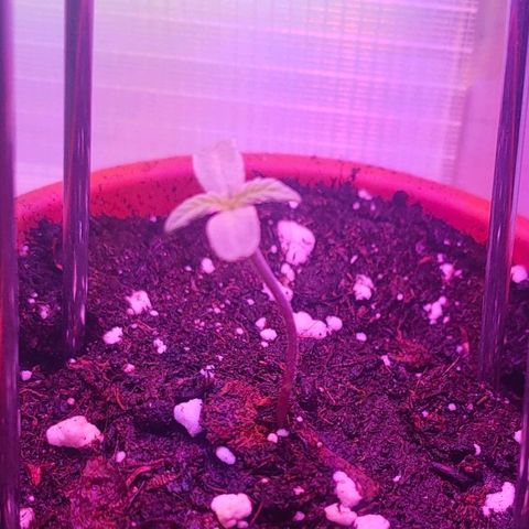 Cherry growlog timeline photo