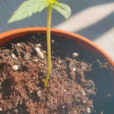 Sweety growlog timeline photo