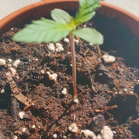 Cherry growlog timeline photo