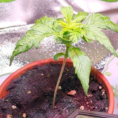 Sweety growlog timeline photo