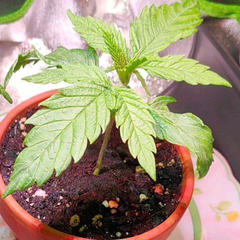 Cherry growlog timeline photo
