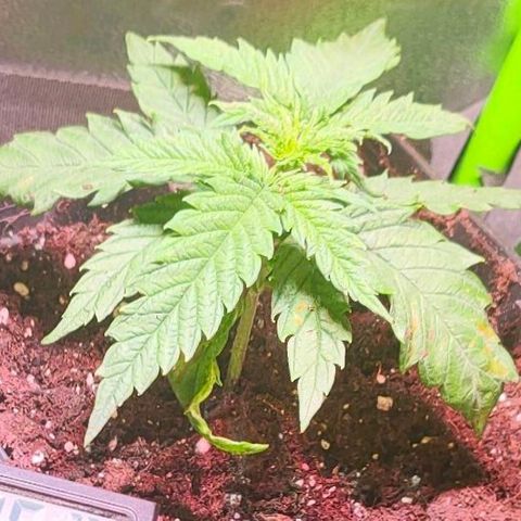 Cherry growlog timeline photo