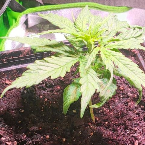 Sweety growlog timeline photo