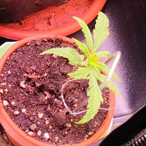 Kushy growlog timeline photo