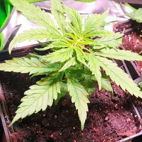 Sweety growlog timeline photo