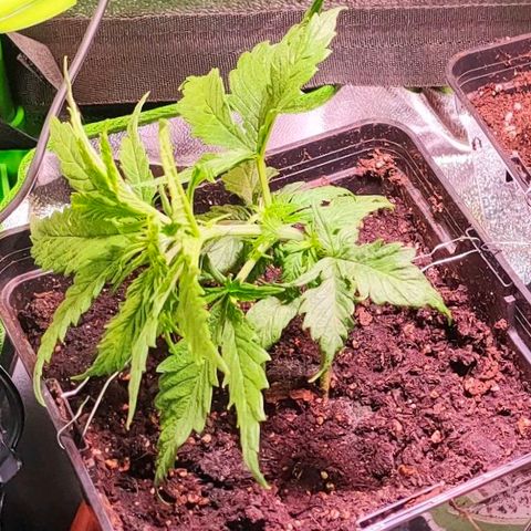 Sweety growlog timeline photo