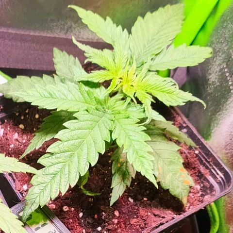 Cherry growlog timeline photo