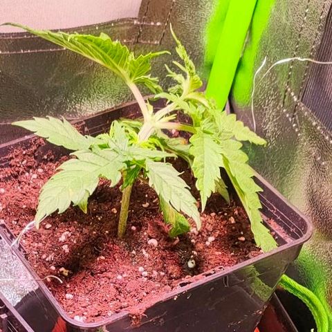 Cherry growlog timeline photo