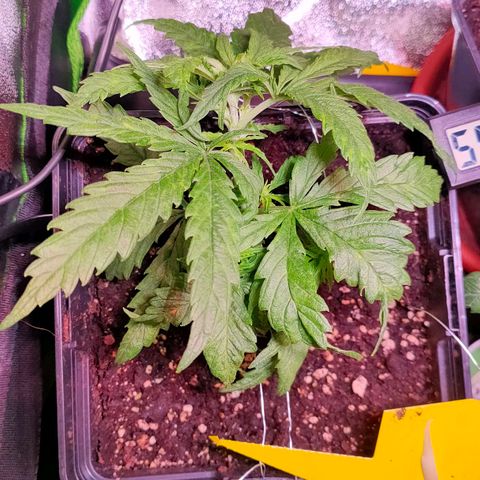 Sweety growlog timeline photo