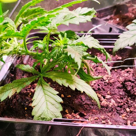 Sweety growlog timeline photo