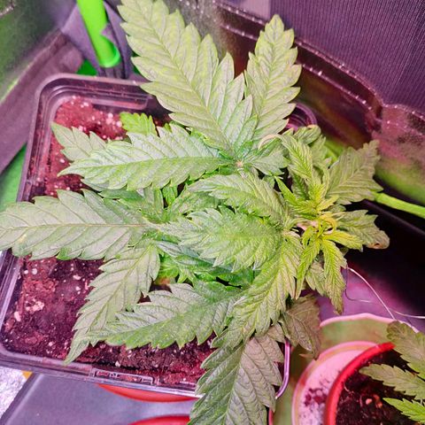 Cherry growlog timeline photo