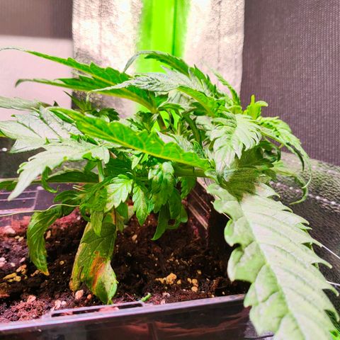 Cherry growlog timeline photo