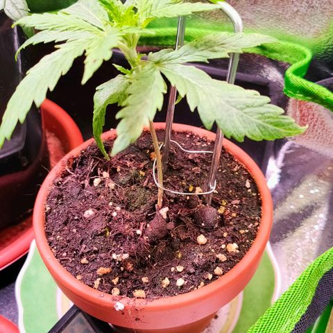 Kushy growlog timeline photo