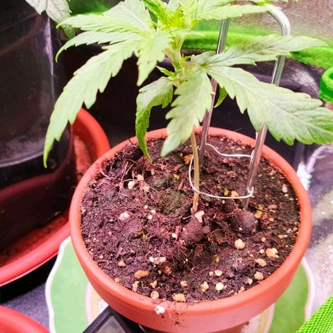 Kushy growlog timeline photo